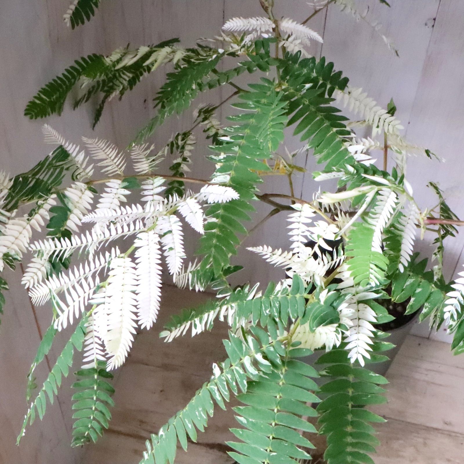 メル30126 ネムの木 エバーフレッシュ 斑入り 希少♡斑入り♡エバーフレッシュ♡ネムの木♡観葉植物♡インテリア