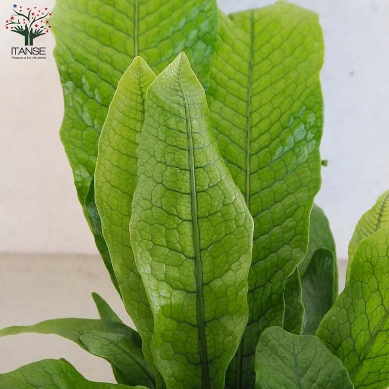 リビングやオフィスの窓辺向きサイズ 1個売り