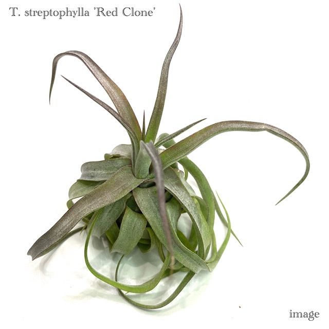 チランジア　ドラティ　エアープランツ 観葉植物：チランジア エアープランツ ドラティ 現品*ドゥラティ