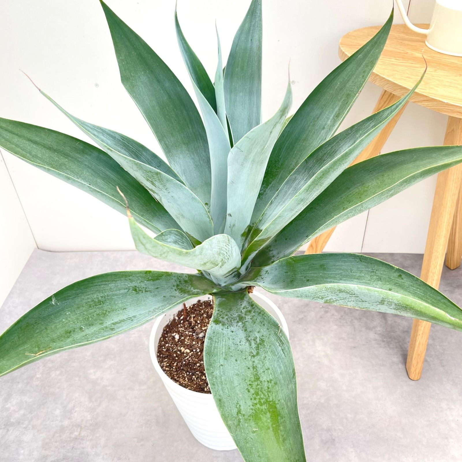 #67 アガベ アテナータ ハンチントンブルー(旧スーパーノヴァ) アガベ ハンチントンブルー Agave aff. attenuata 'Huntington Blue