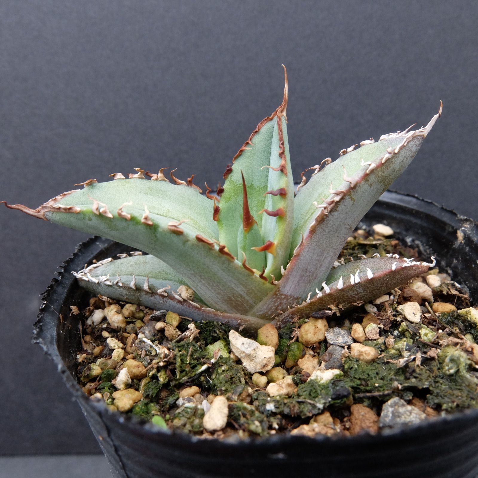 Agave Titanota 陽炎強棘 アガベ チタノタ 陽炎強棘 - メルカリ