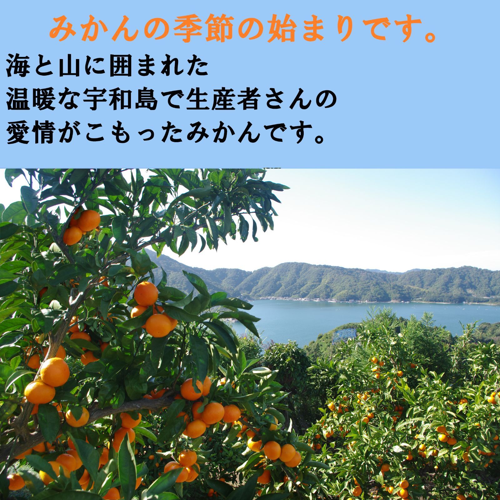 【超お買い得!】旬の柑橘 詰め合わせ 10kg補償有＜沖縄・北海道の方 専用＞-1