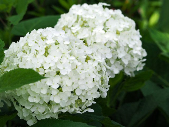 デイリーユース 苗|苗木 60本セット アジサイ 白 樹高0.3m前後 15cmポット 白花 シロ あじさい 紫陽花 西洋アジサイ 苗木 苗 植木 庭木 生け垣 ka 60本 60