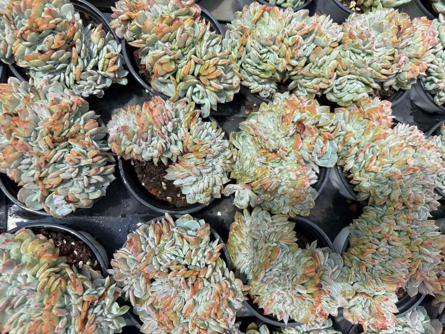 18株の抜き苗セット 白鳳 はくほう 石化 多肉植物 佐川急便発送 エケベリア 韓国苗 XJB619 YUZUMIYA_COM