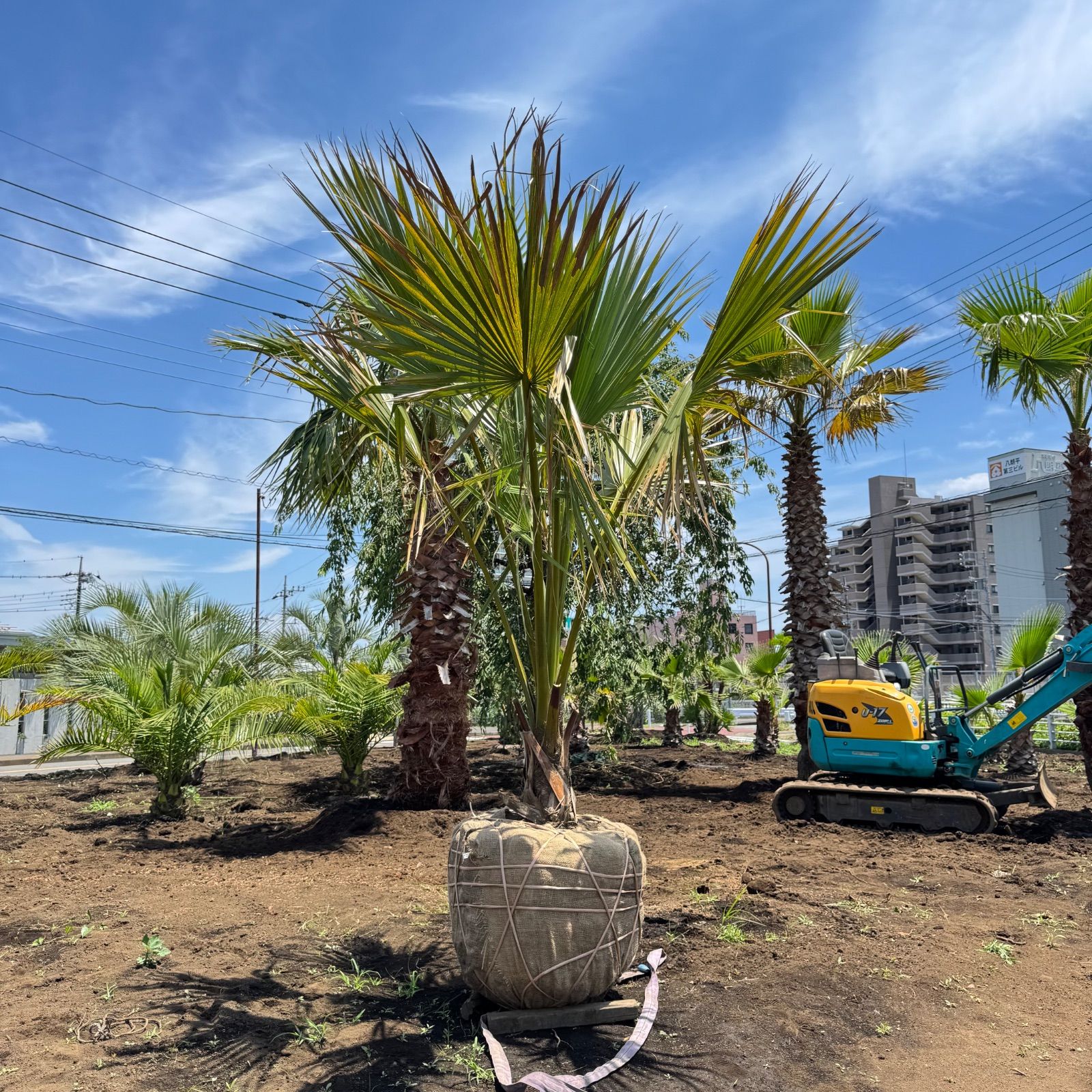 期間限定価格　希少　オニサバル　サバル　カウシアルム　サバルヤシ 希少 オニサバル サバル カウシアルム サバルヤシ