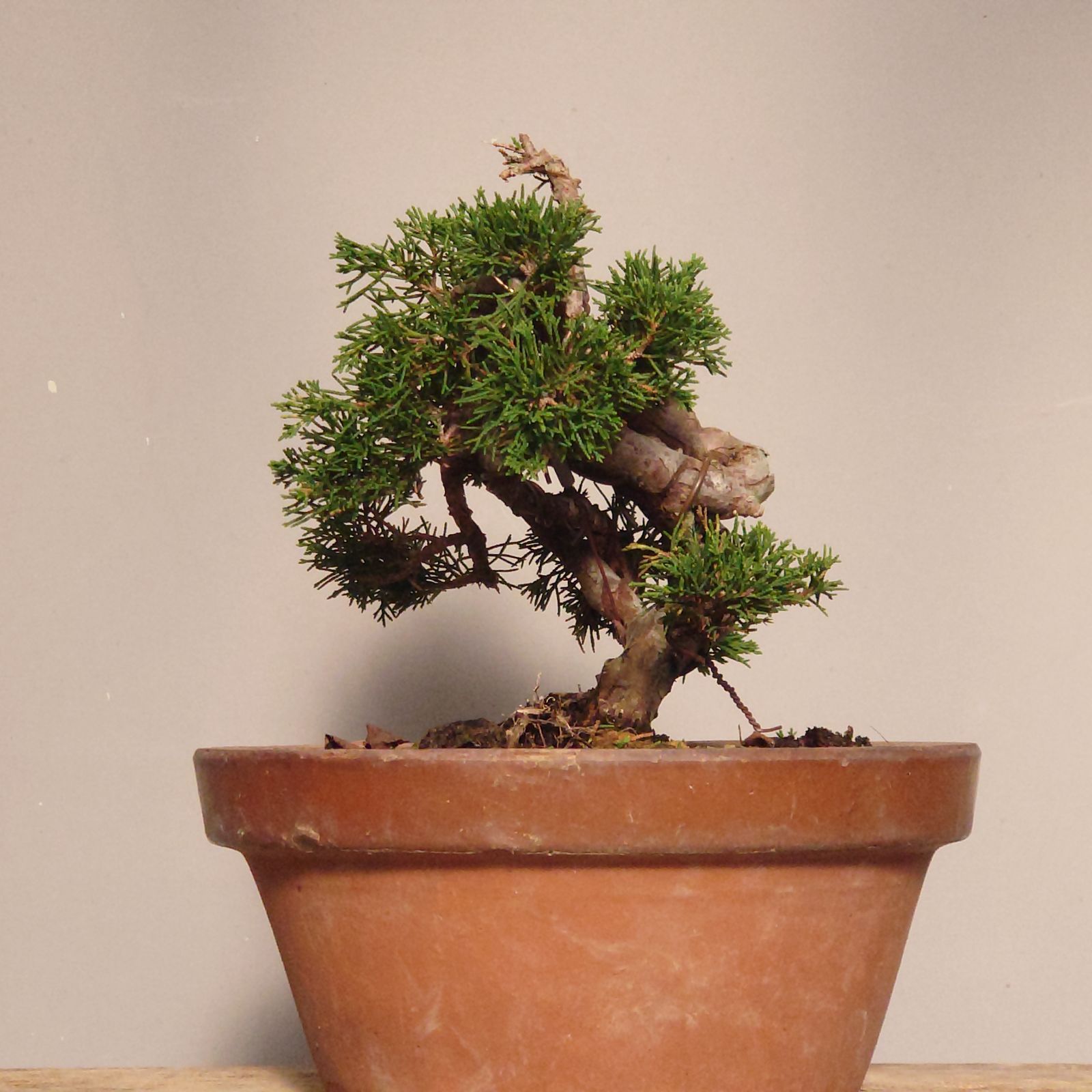 盆栽 真柏 素材1 ミニ盆栽素材 糸魚川真柏 4本セット 3本