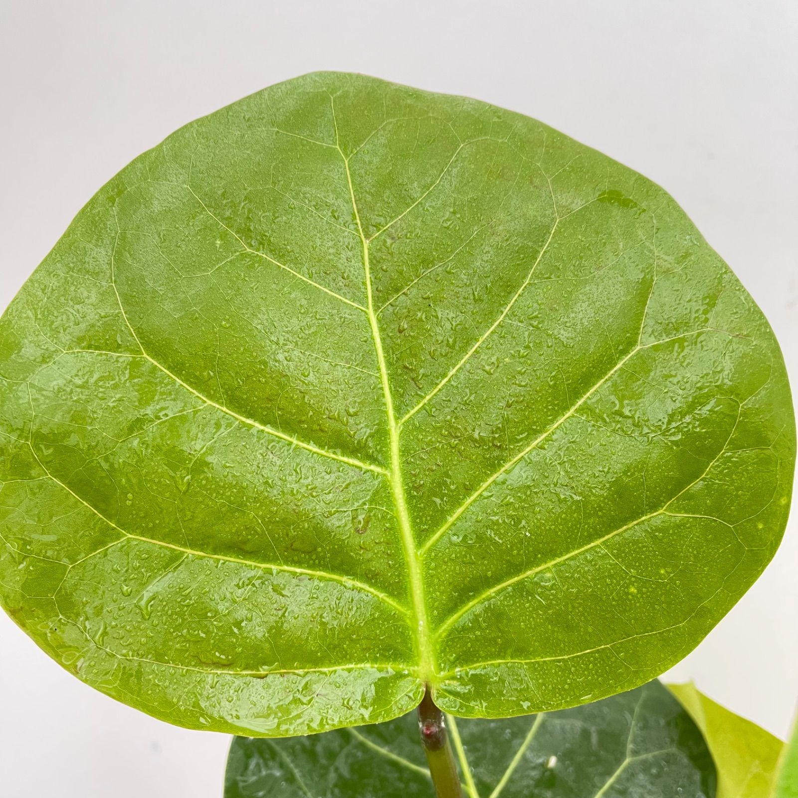 シーグレープ　曲がり　6【現品】観葉植物　大型 シーグレープ 曲がり 6【現品】観葉植物 大型 - メルカリ