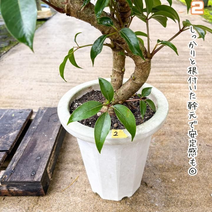 枝ぶりの美しさが際立つ、曲がり仕立てのツピダンサス.1.太幹曲がり仕立て 枝ぶりの美しさが際立つ、曲がり仕立てのツピダンサス.1.太幹曲がり仕立て