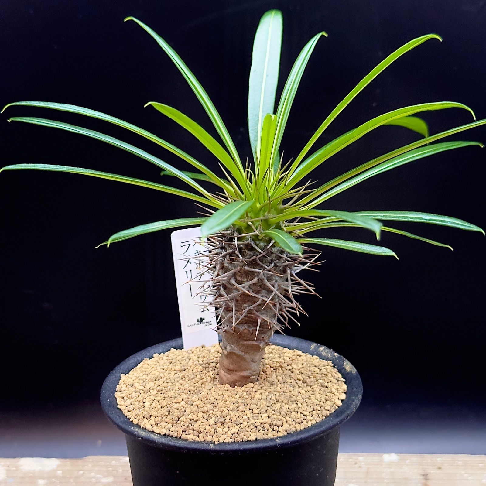 パキポディウム ラメリー 実生 抜き苗で発送 1 - メルカリ