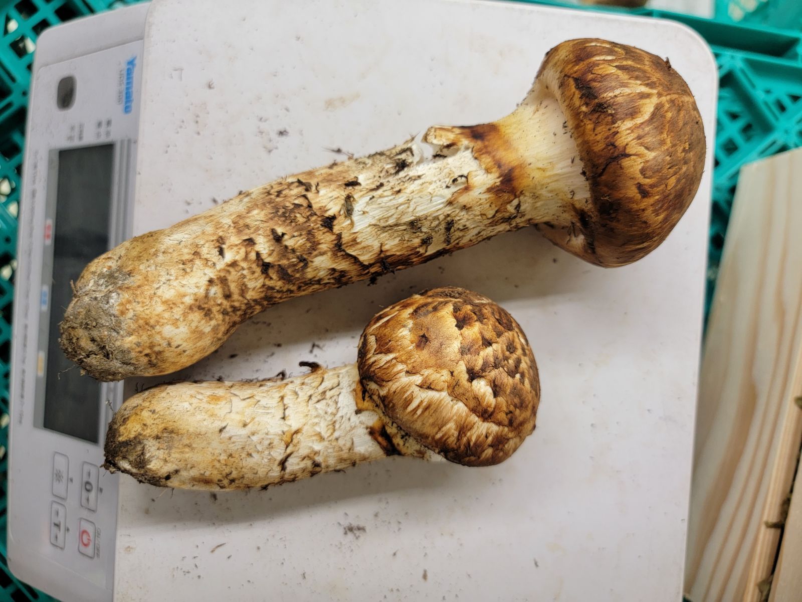 岩手県産松茸宮古産 運が良ければ500円で9000円相当