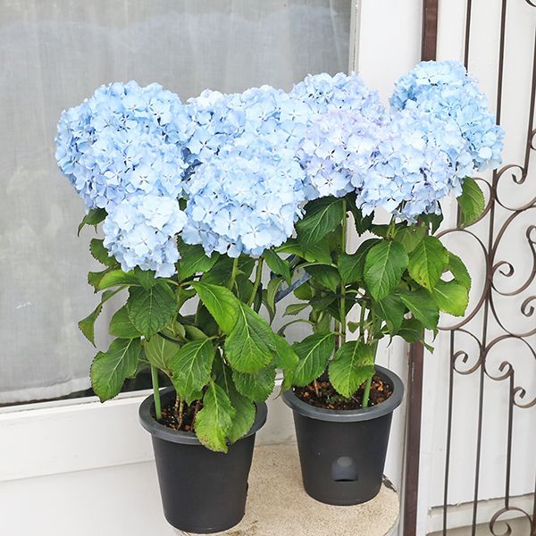 値下げセール 鉢花 アジサイ レオン ホワイトレオン 5号 フリル 紫陽花
