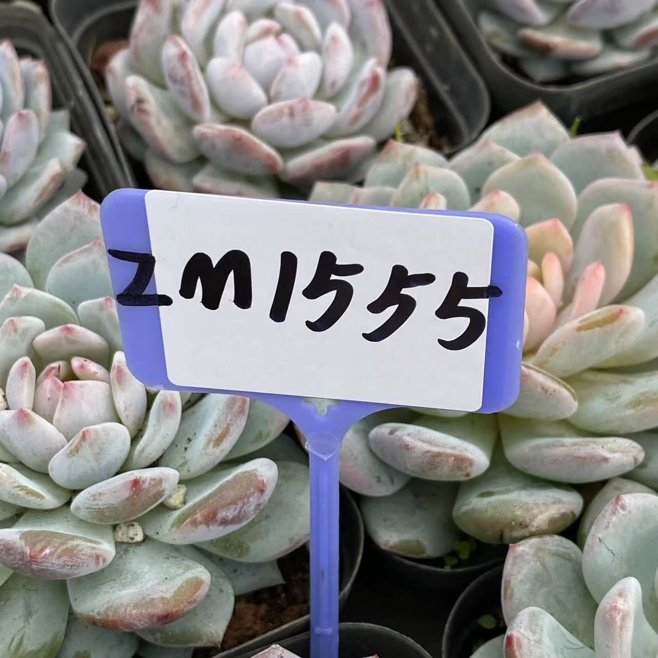 男*屋様 D679　ヘレー　抜き苗　30株　多肉植物 エケベリア 韓国苗 サボテ setko1.jpg