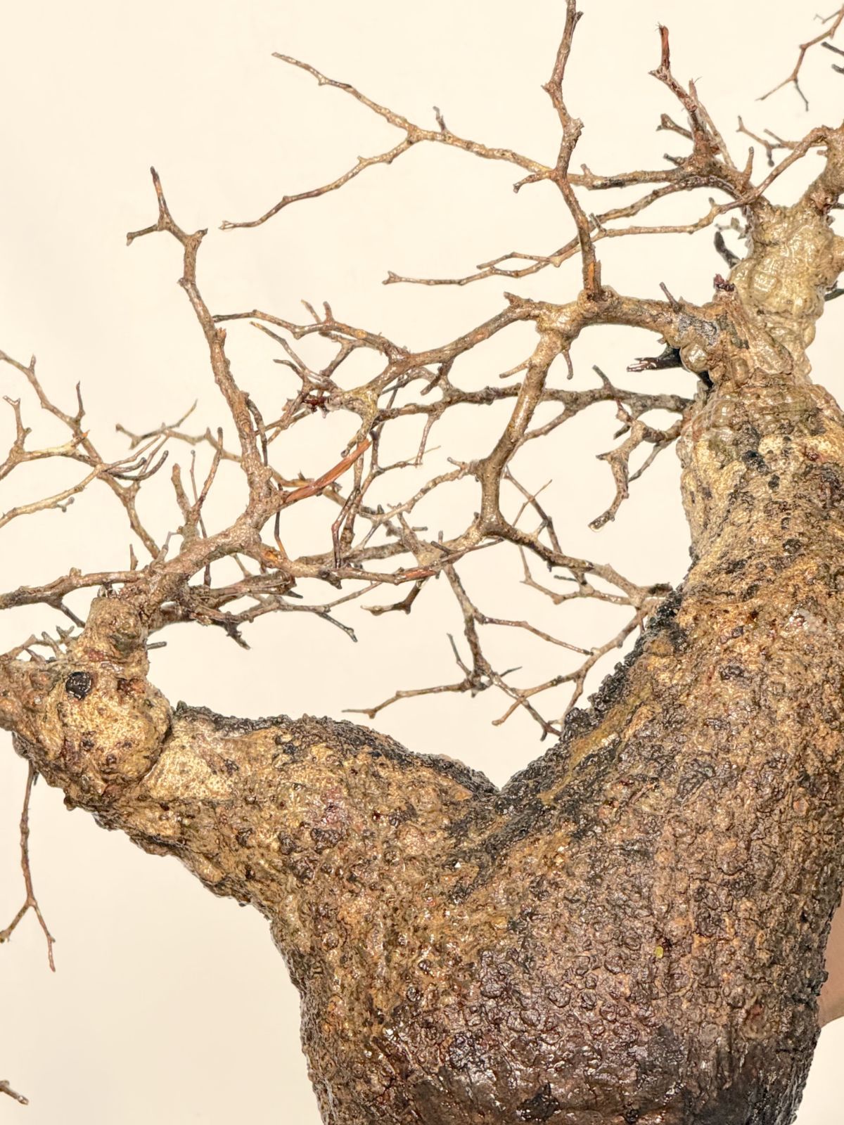 A99 Maison de Madagascar オペルクリカリア パキプス ベアルート株 マダガスカル選抜 Operculicarya pachypus パキプス コーデックス