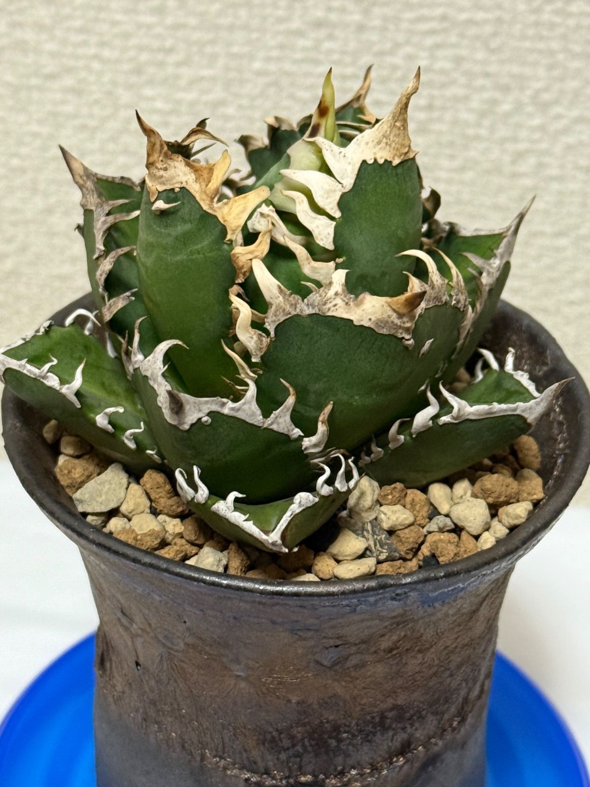 アガベ レッドキャットウィーズル 赤猫 陶器鉢付き ゴリ猫