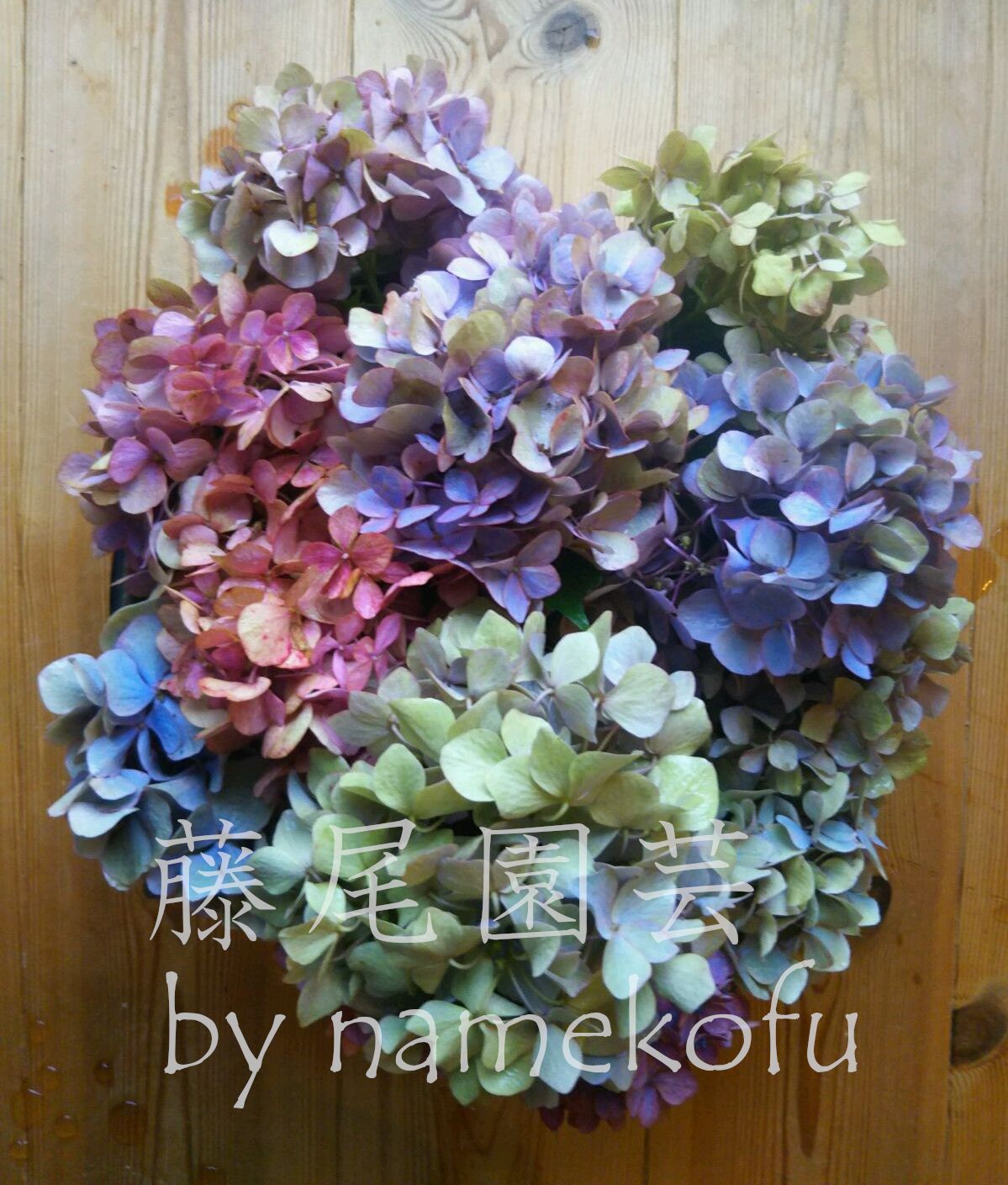 紫陽花挿し木苗 2ポット 紫陽花挿し木苗 2ポット