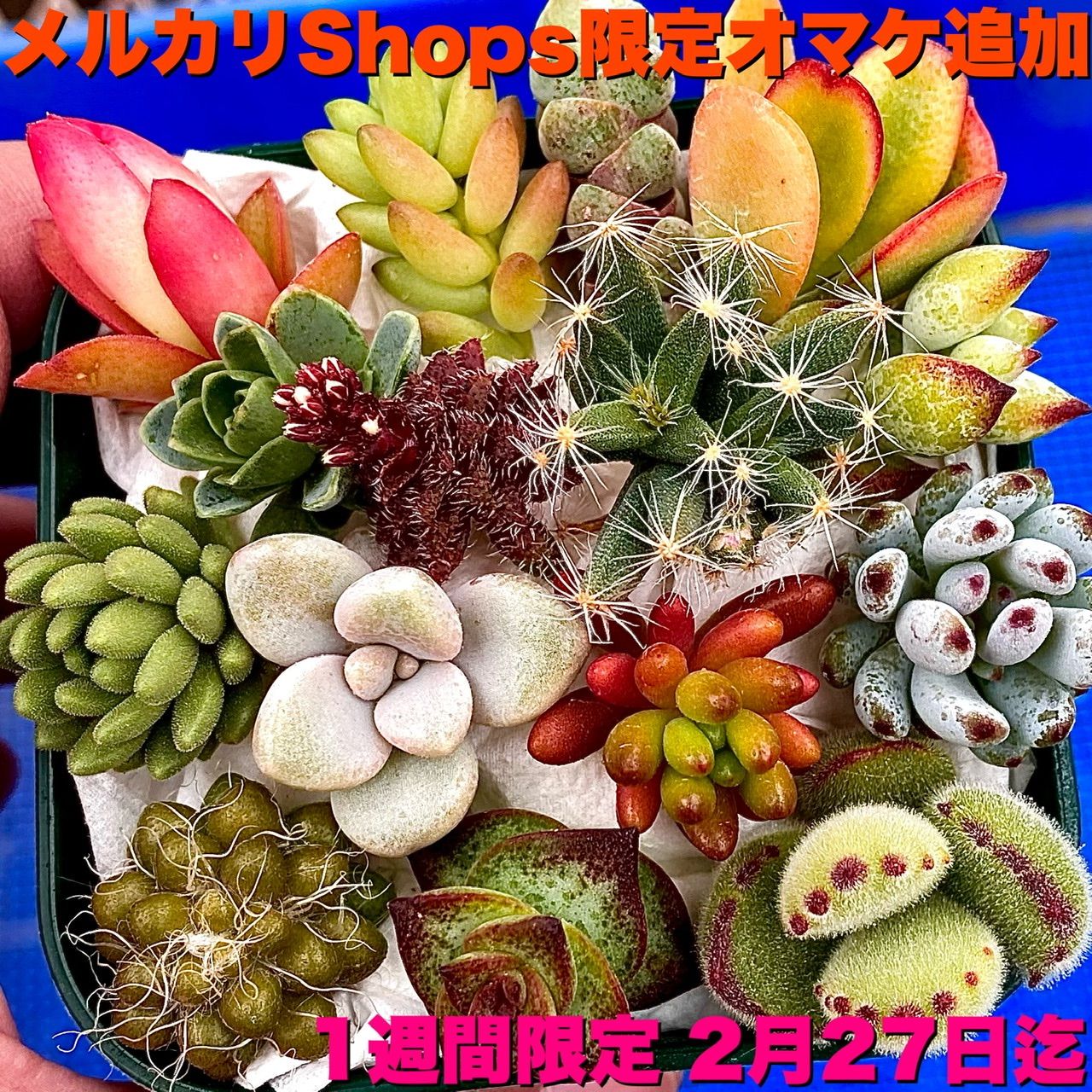 次回発送25日(金)です】多肉植物 カット苗15品種【1週間限定 27日まで