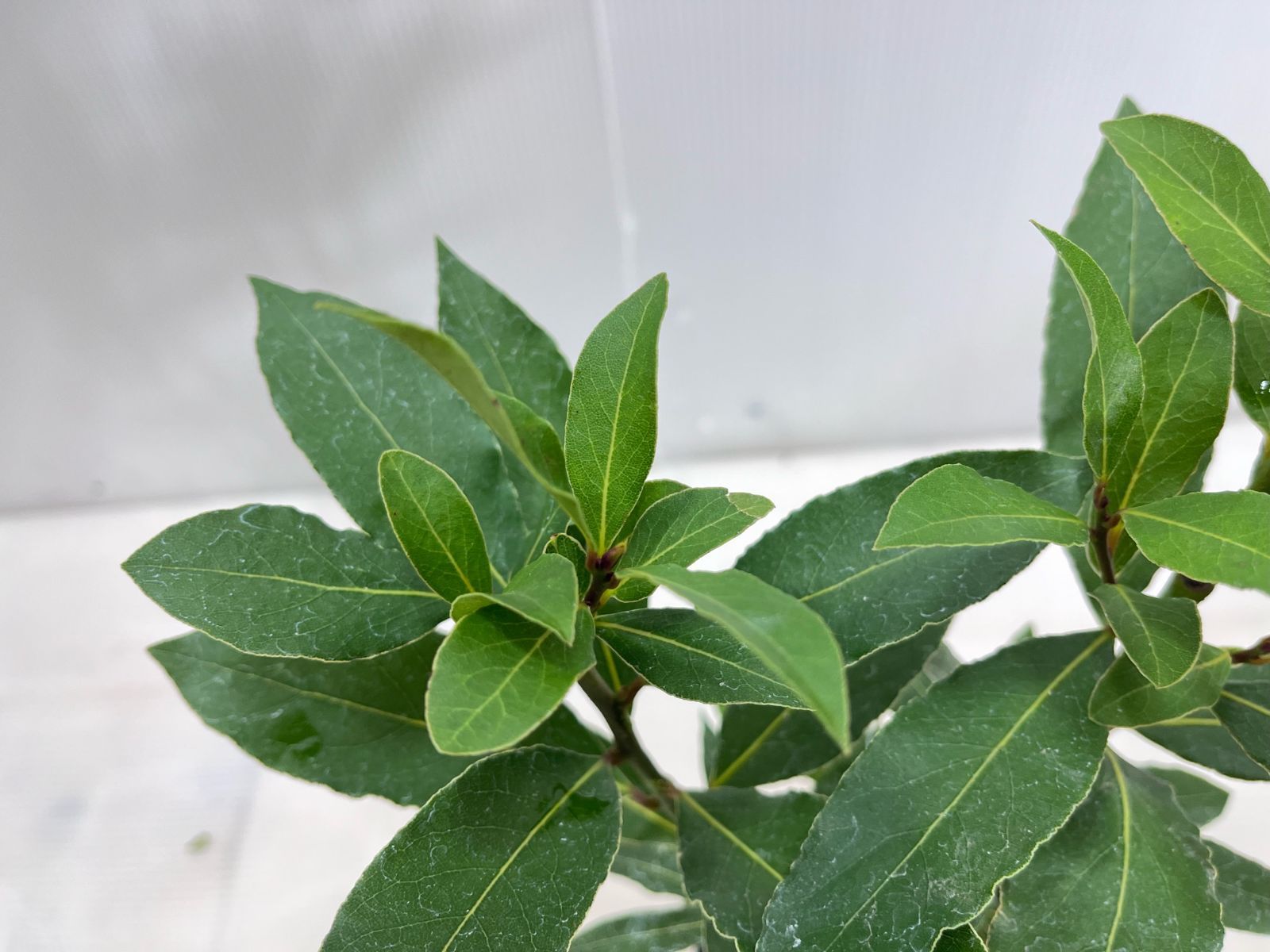 月桂樹【送料無料】 苗 ゲッケイジュ 12cmポット 植木 苗木 庭木 垣根