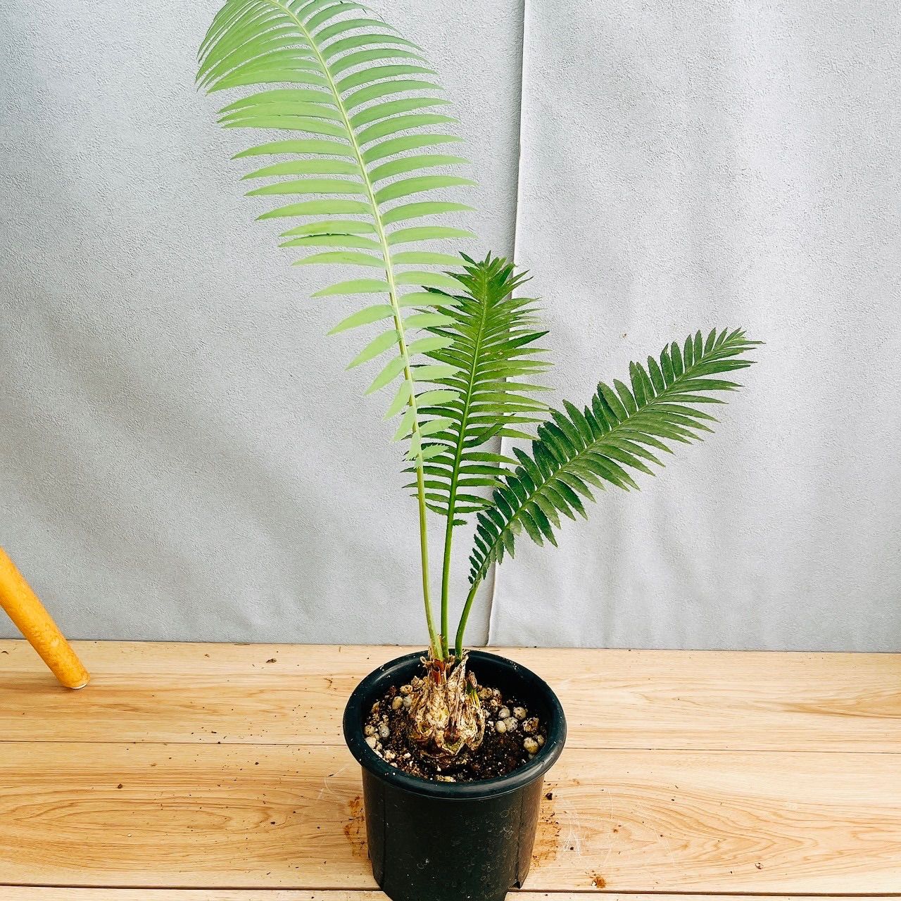 観葉植物 ディオーン スピヌロスム 観葉植物 6号/1個売り リビング