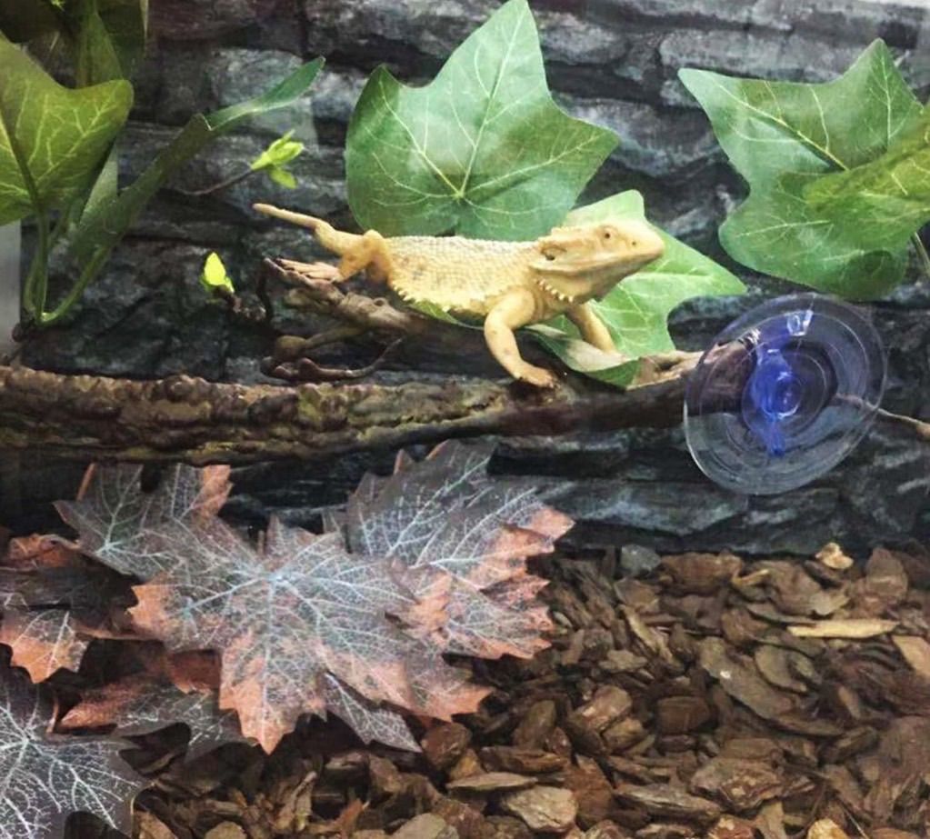 つるつる つるスーツ