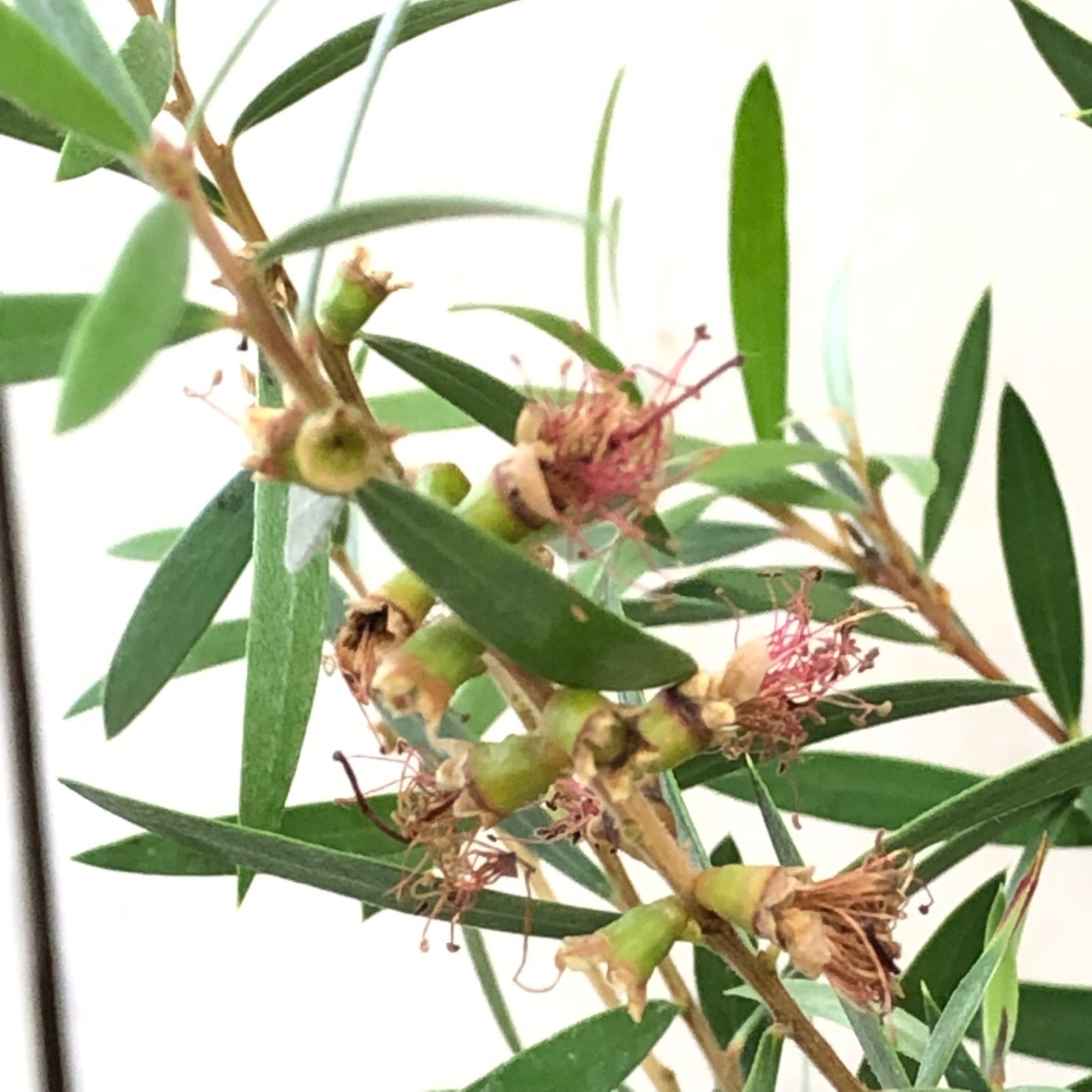 カリステモンピンディーピンディー - メルカリ