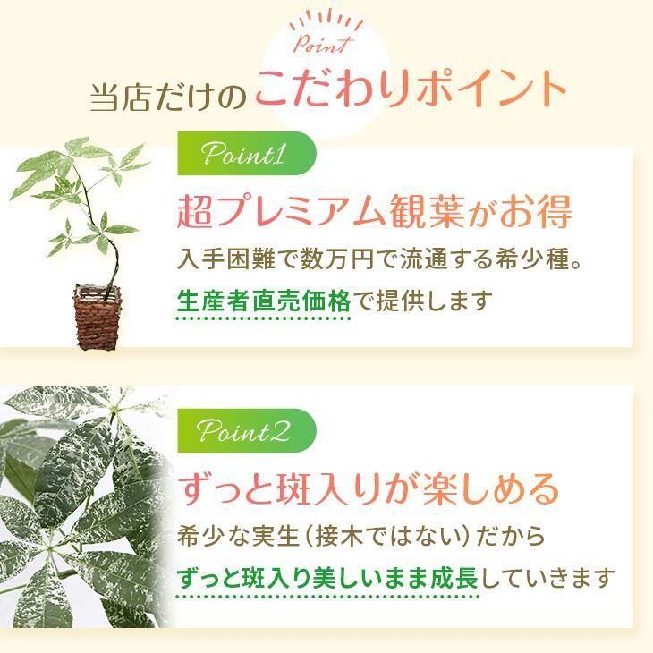 パキラ ミルキーウェイ」実生苗 斑入り 』2.5号ポット鉢 希少