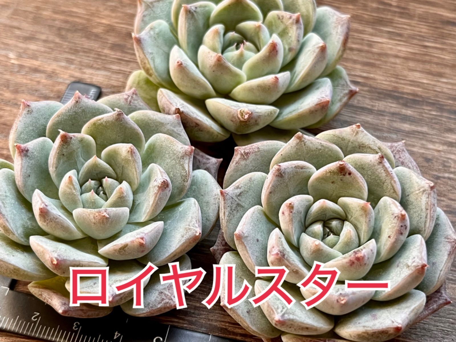 19多肉植物エケベリア❣️在庫セール❣️残り1 - 植物