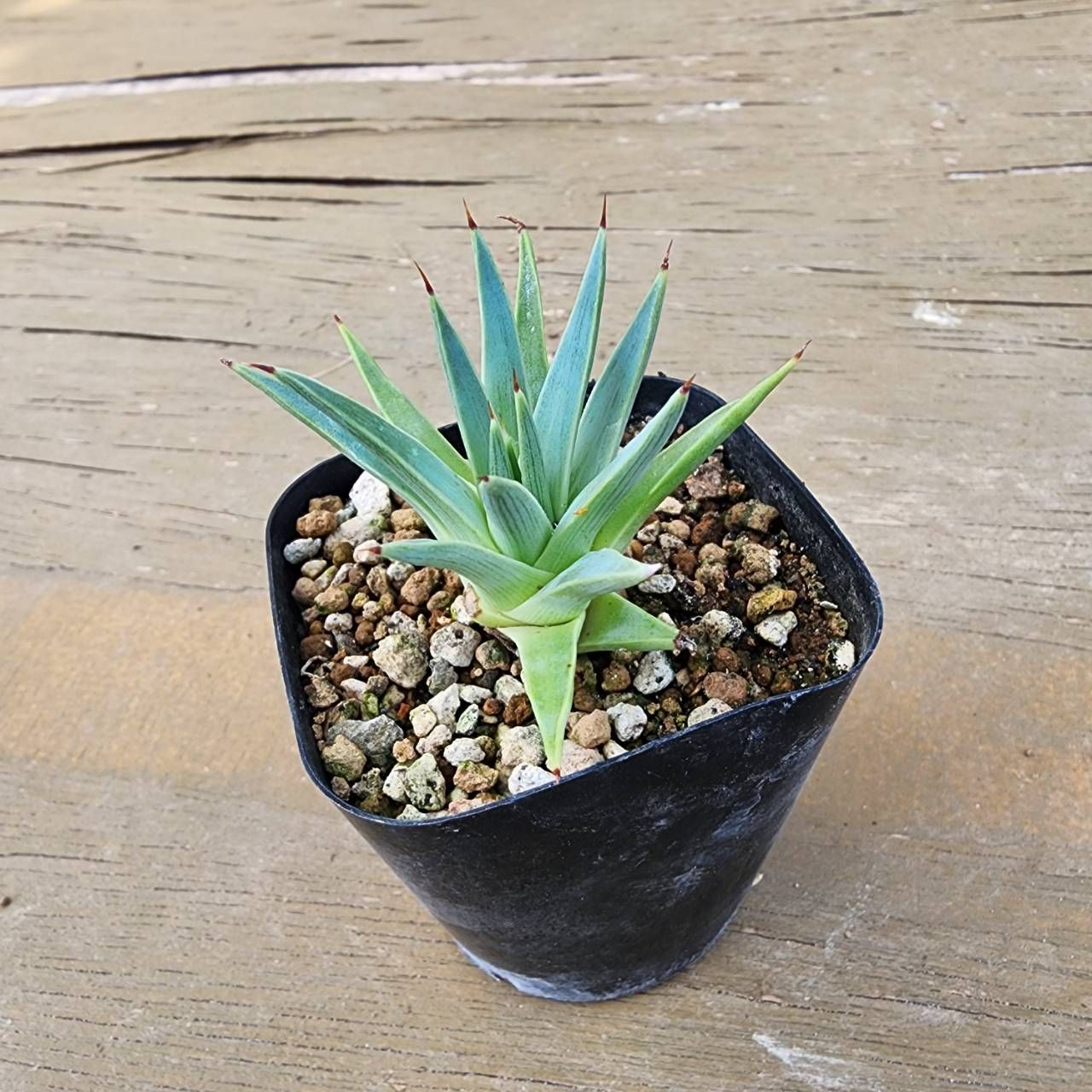 6種盛セット】【鉢ごと発送】 アガベ6種セット 2025.6.13-6種セット