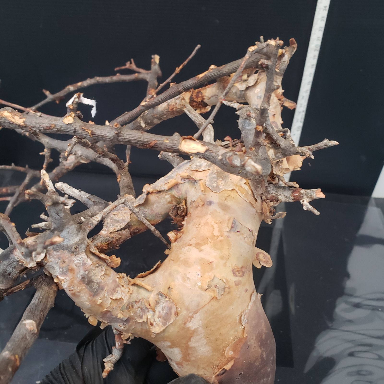 最新到着 Commiphora