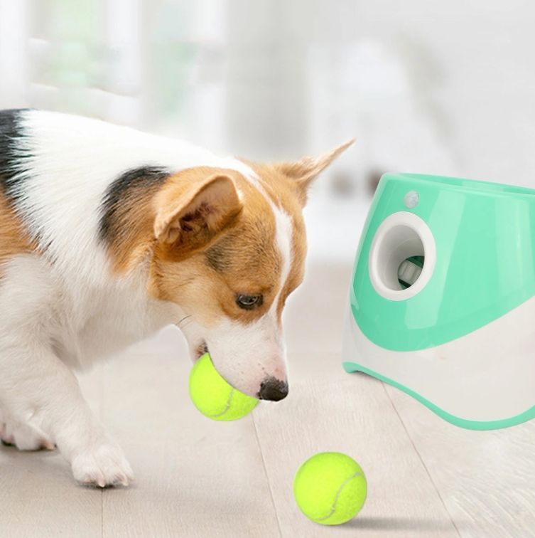 犬