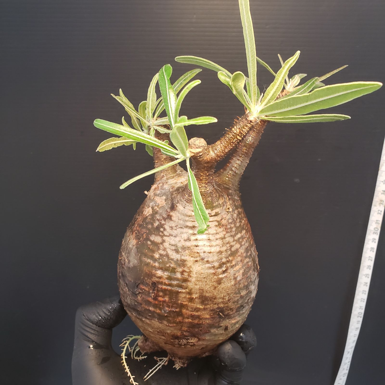 抜き苗発送　 パキポディウムグラキリス　発根管理中 パキポディウム グラキリス 発根管理中 抜き苗発送