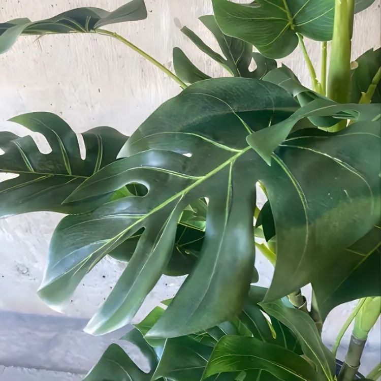 光触媒 人工観葉植物 ウォールグリーン フェイクグリーン モンステラ