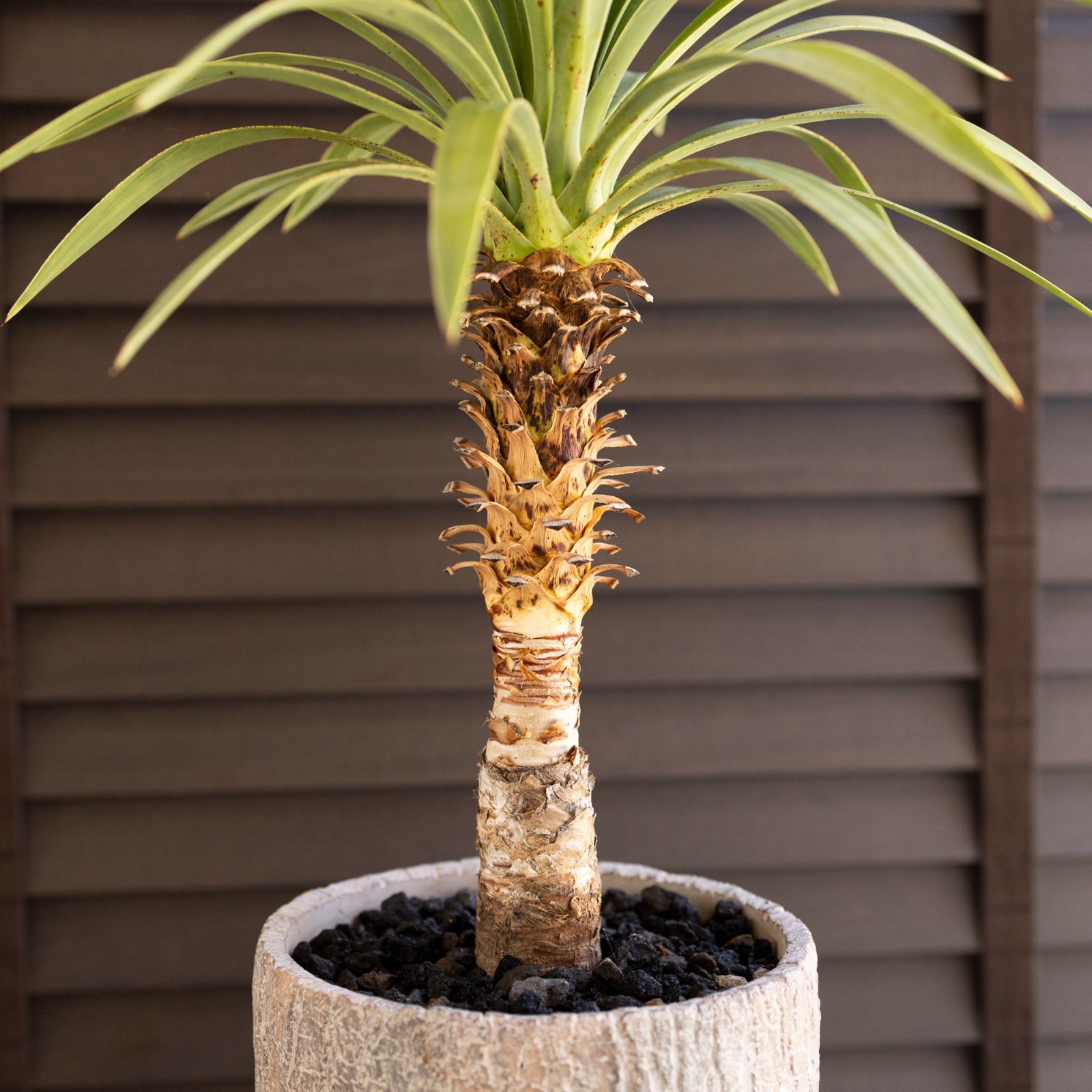 ユッカ マルデヌベス ロストラータ 1 1 ハイブリッドユッカ