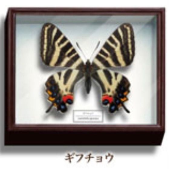 美しい蝶とドイツ箱マグネットコレクション1蝶々ガチャガチャ昆虫