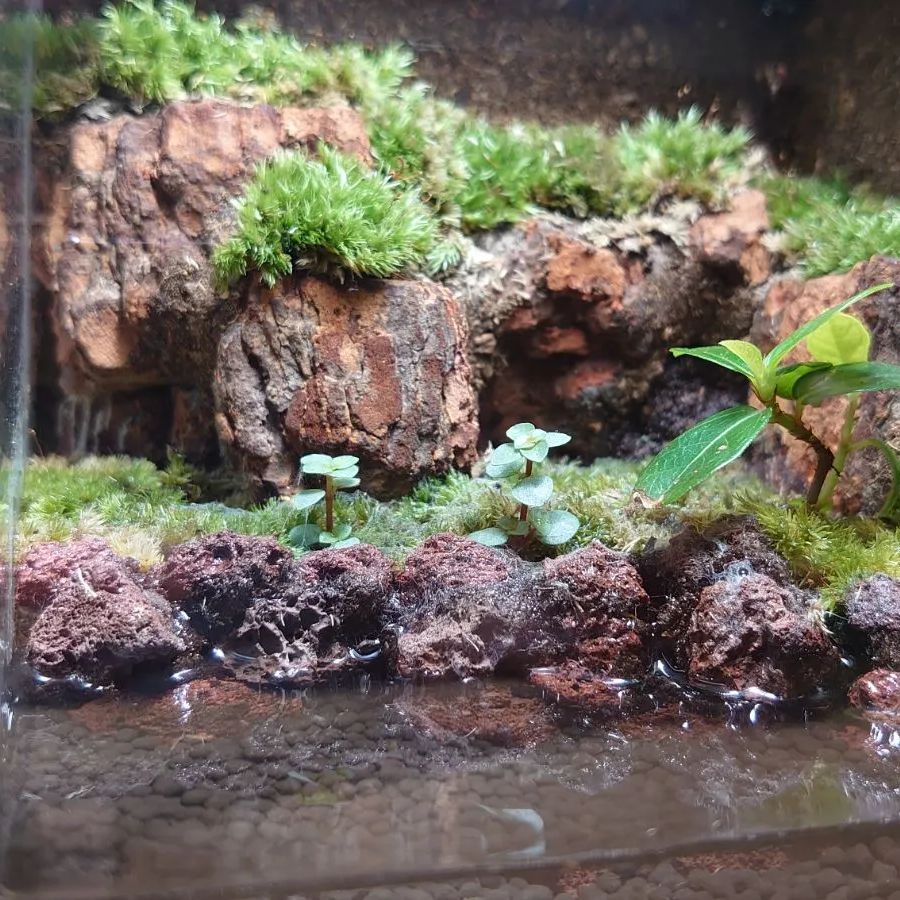 水場のある苔テラリウム 【No.1】コケリウム イモリウム - メルカリ