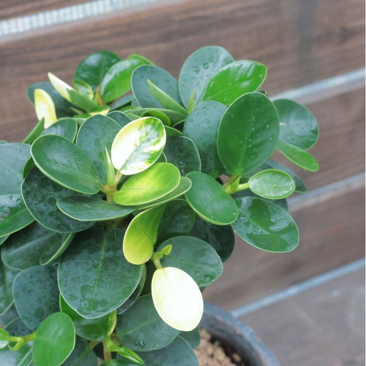 観葉植物 斑入り パンダガジュマル ドワーフ (コパンダガジュマル