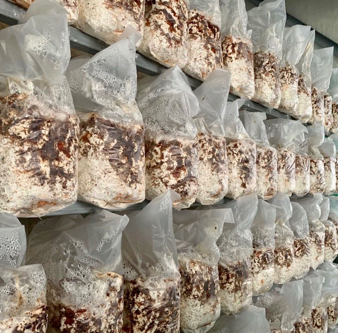 淡路島産 生しいたけ Lサイズ 1kg クール便直送 - メルカリ