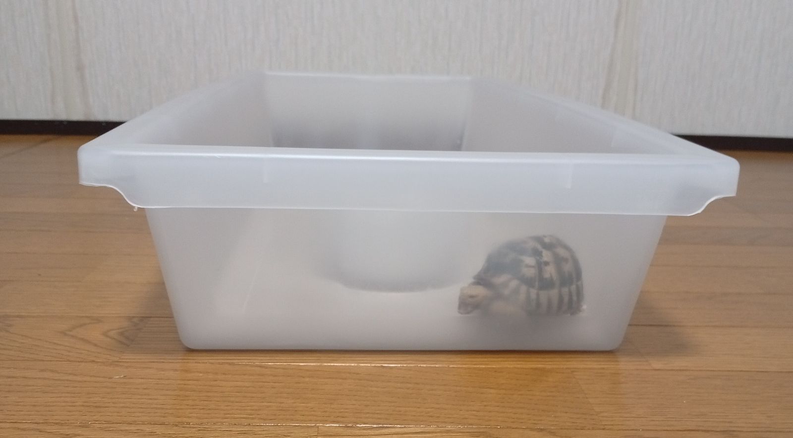 コーンスネーク ペットスネーク飼育