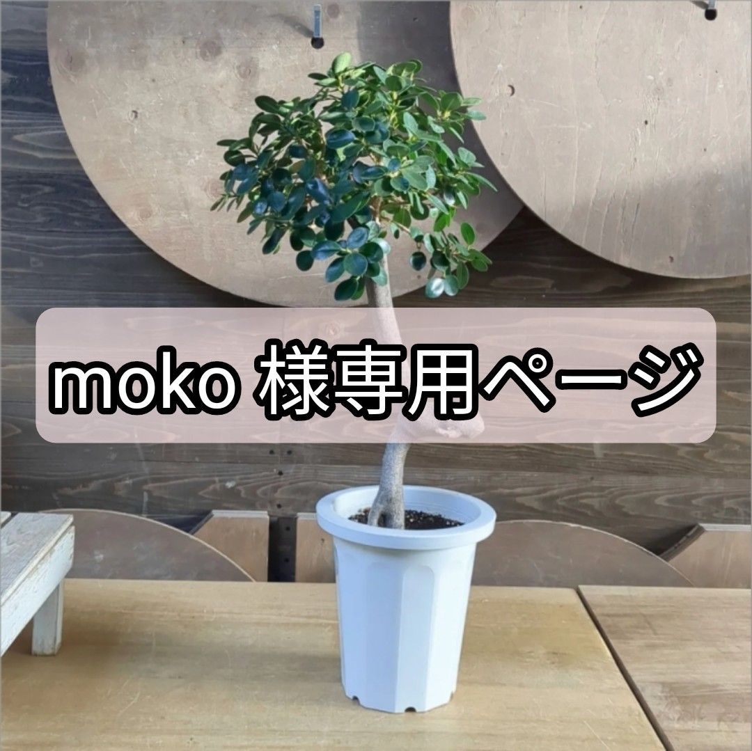 moko様専用ページ 】パンダガジュマル （現品） 鉢のまま発送 - メルカリ