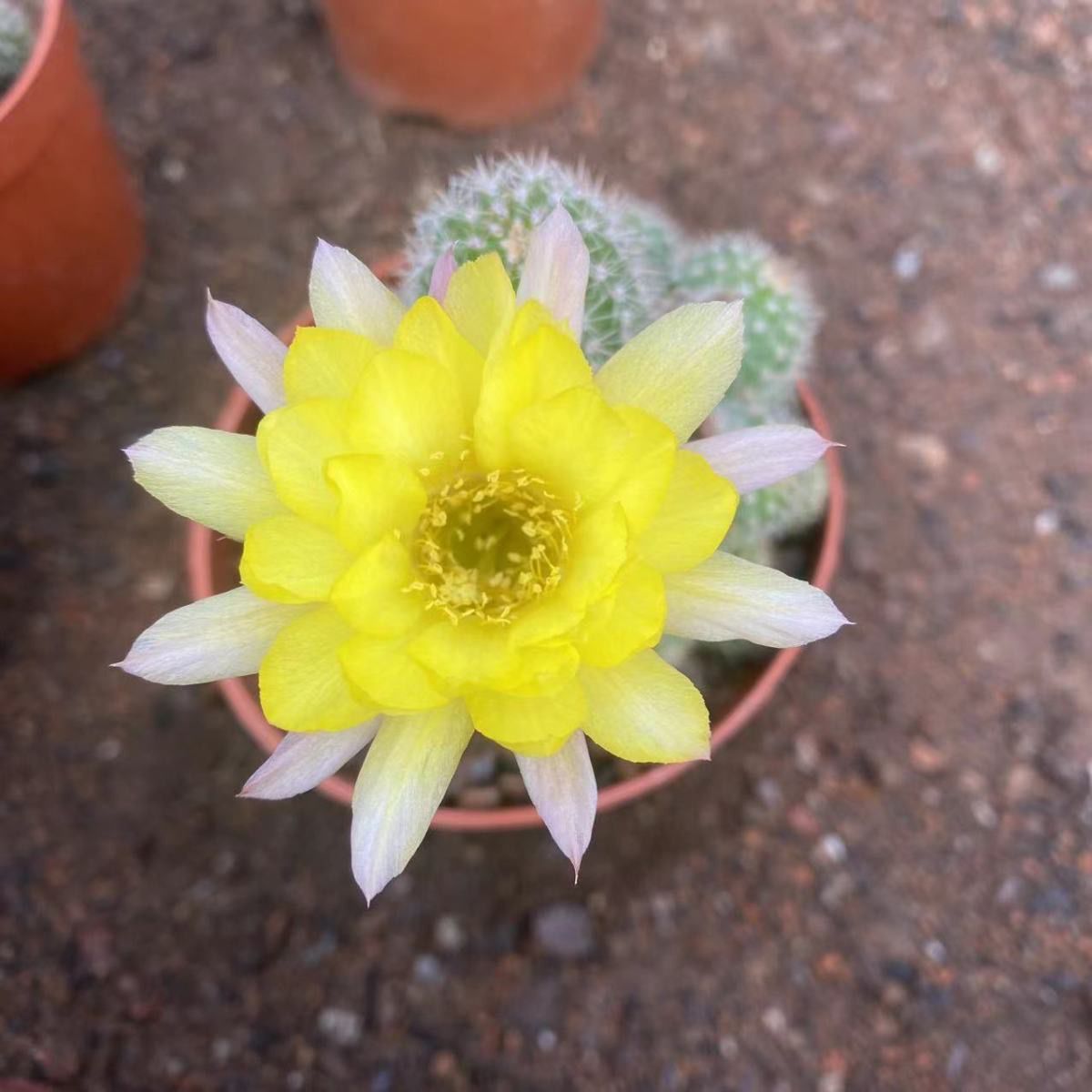 花サボテン カキコ1個♪ 【公式通販】