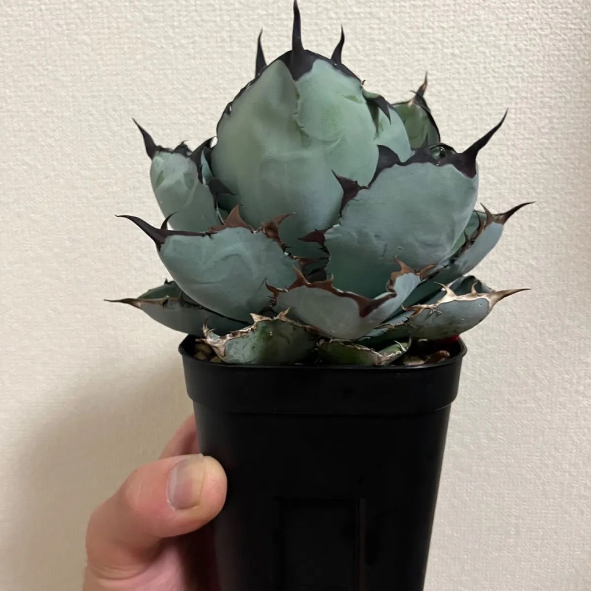 アガベ チタノタ ブラック&ブルー 品種紹介：アガベ チタノタ ブラック