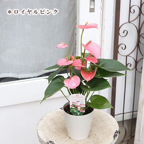 観葉植物 アンスリウム アンドレアナム 4号 多年草 花 レッド ピンク 育てやすい