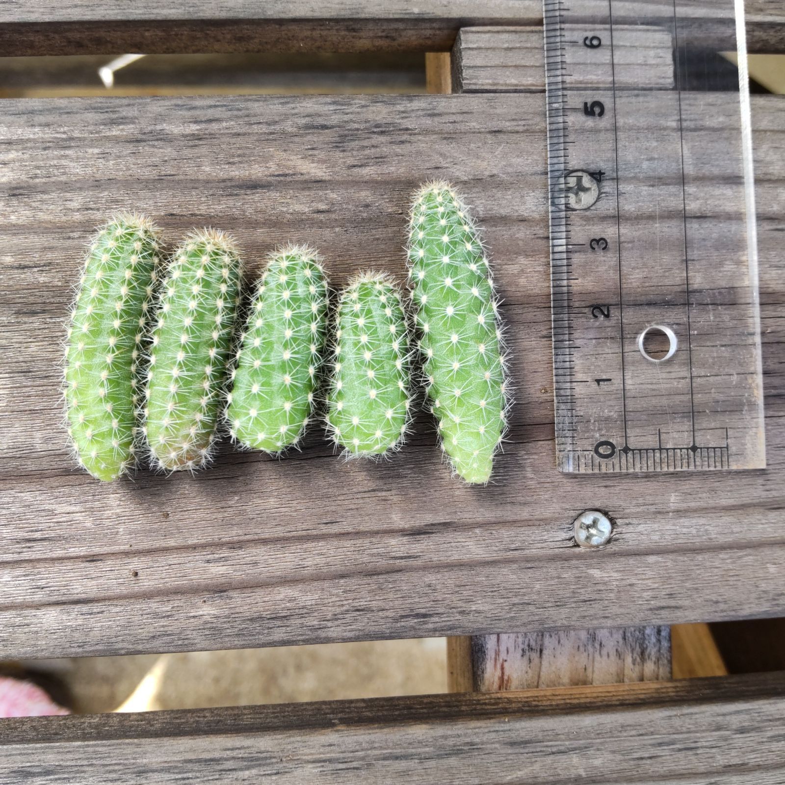 メルカリshops 白檀サボテン 多肉植物