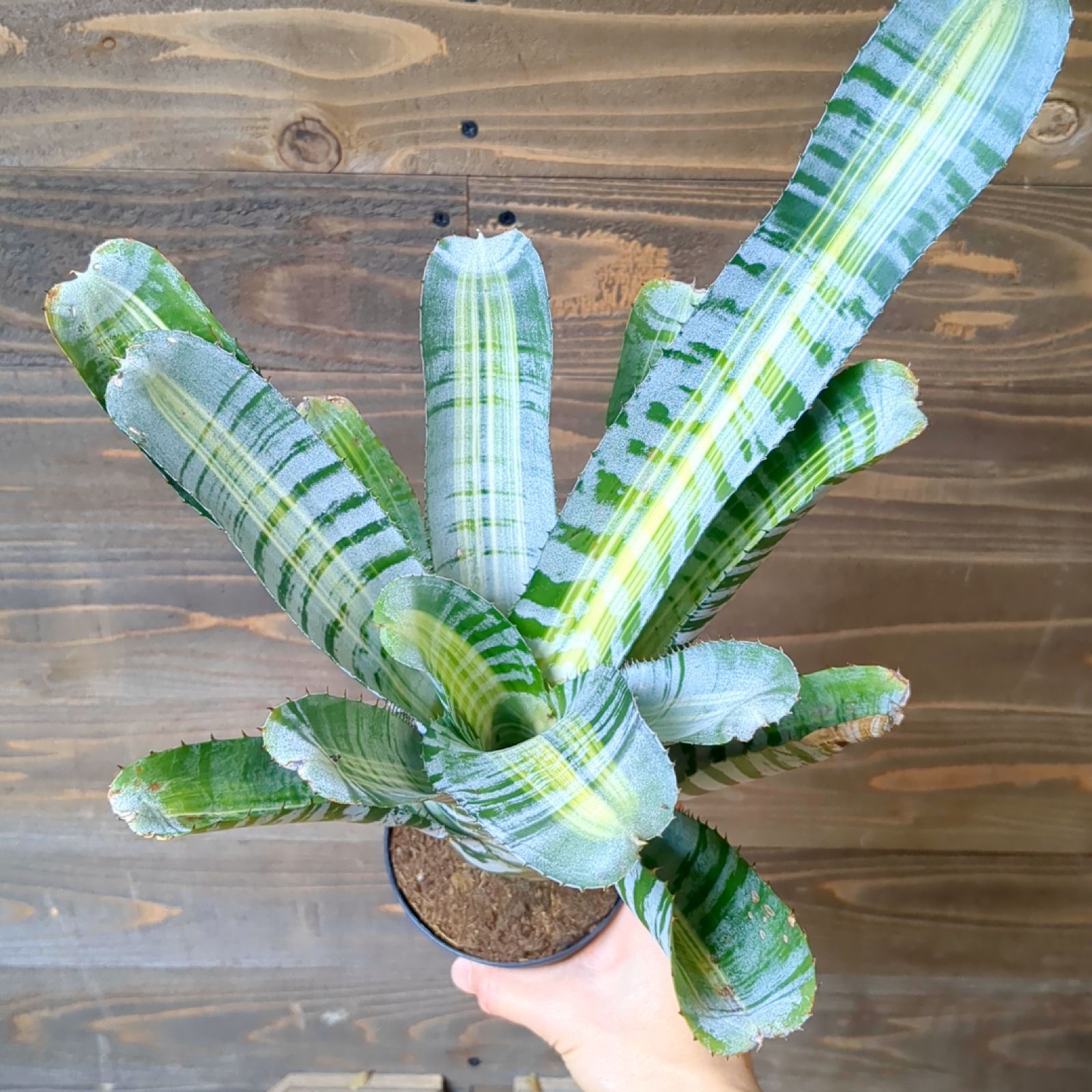 Aechmea chantinii Vista エクメア ビスタ【現品】鉢のまま発送 - メルカリ