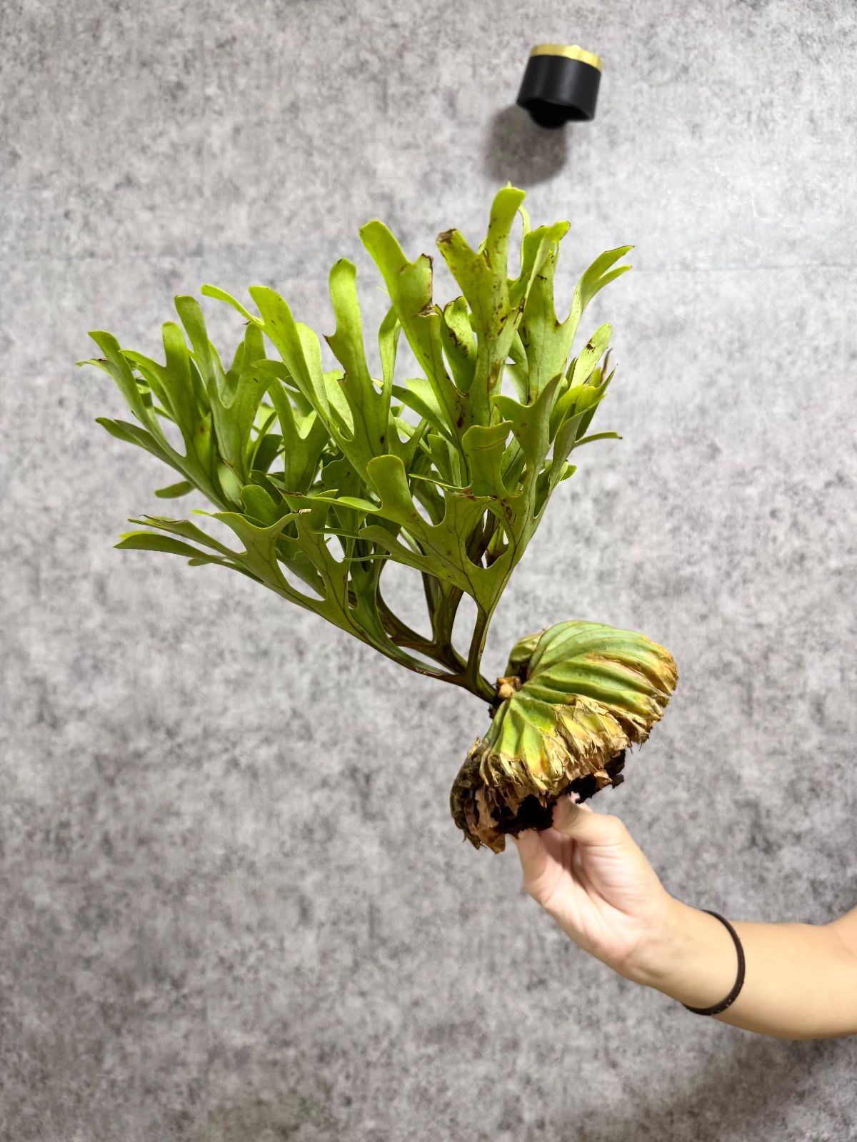 輸入直後!! 【 Lサイズ】A40 ▽P.ridleyi Wild from Central Borneo