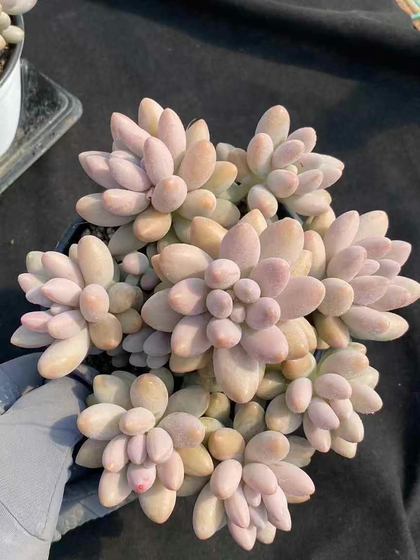 抜き苗 ピンクラバー群 MY238×15株 ふっくら 多肉植物