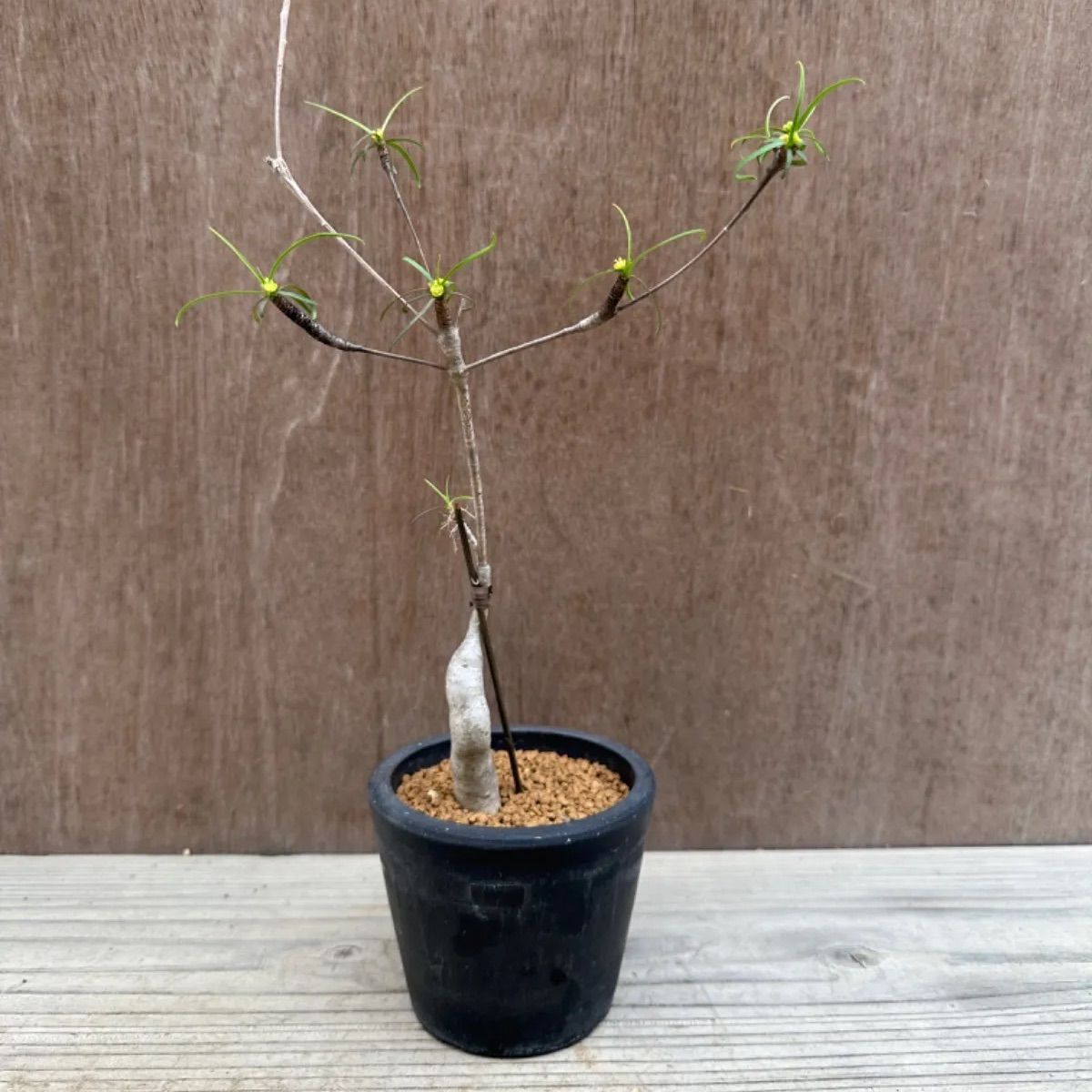 コーデックス ユーフォルビア ヘディオトイデス Euphorbia