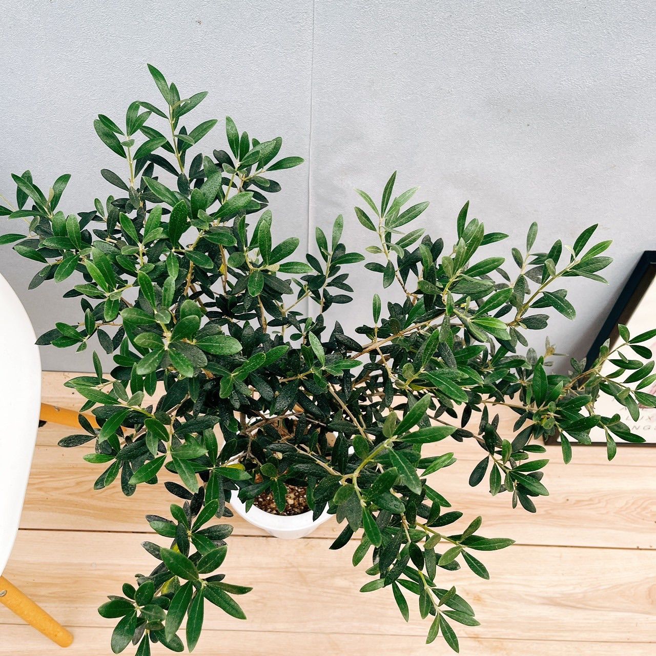 現品］44番 創樹 オリーブ マンザニロ 7号 観葉植物 ベランダ