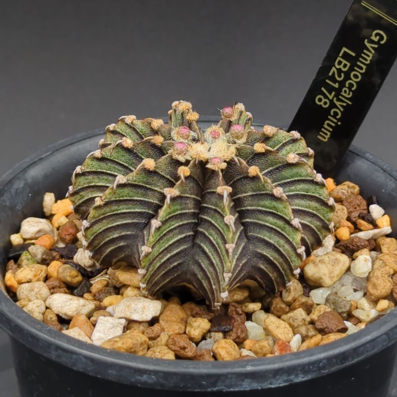 ⭐️貴重⭐️大玉ギムノカリキウム LB2178 ⭐️貴重⭐️大玉