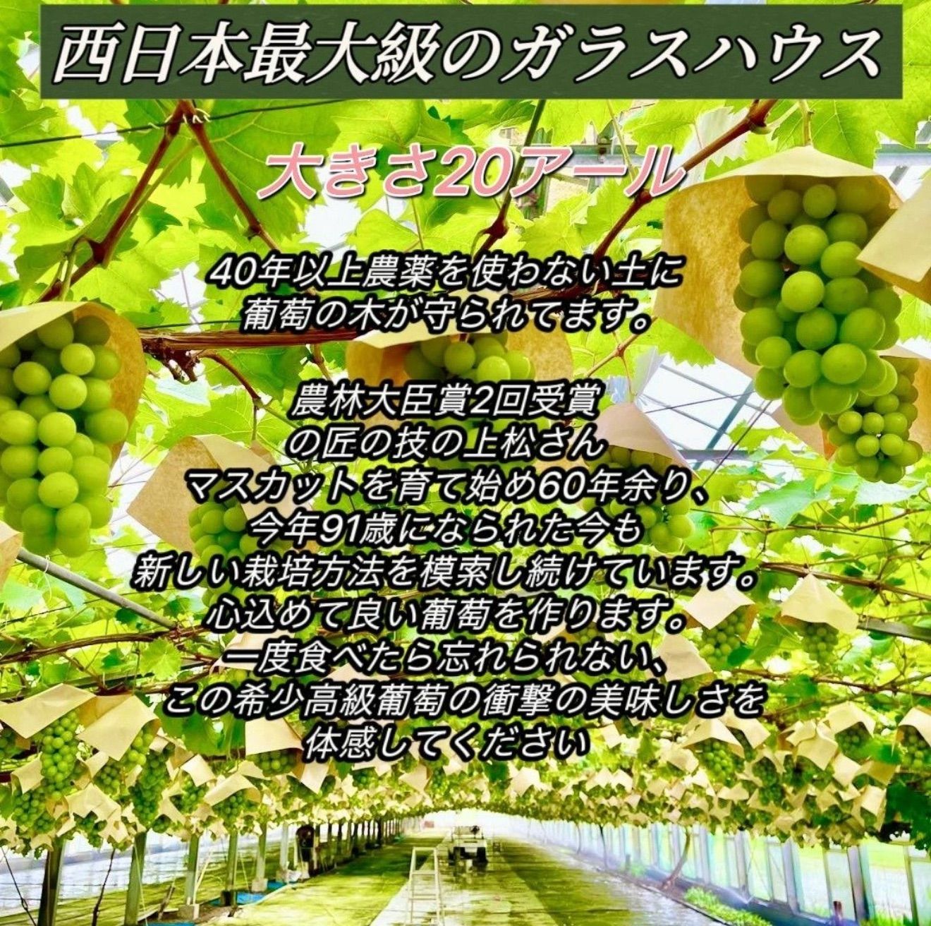 岡山シャインマスカット農薬不使用2kg大粒秀品完熟種無し糖度16以上