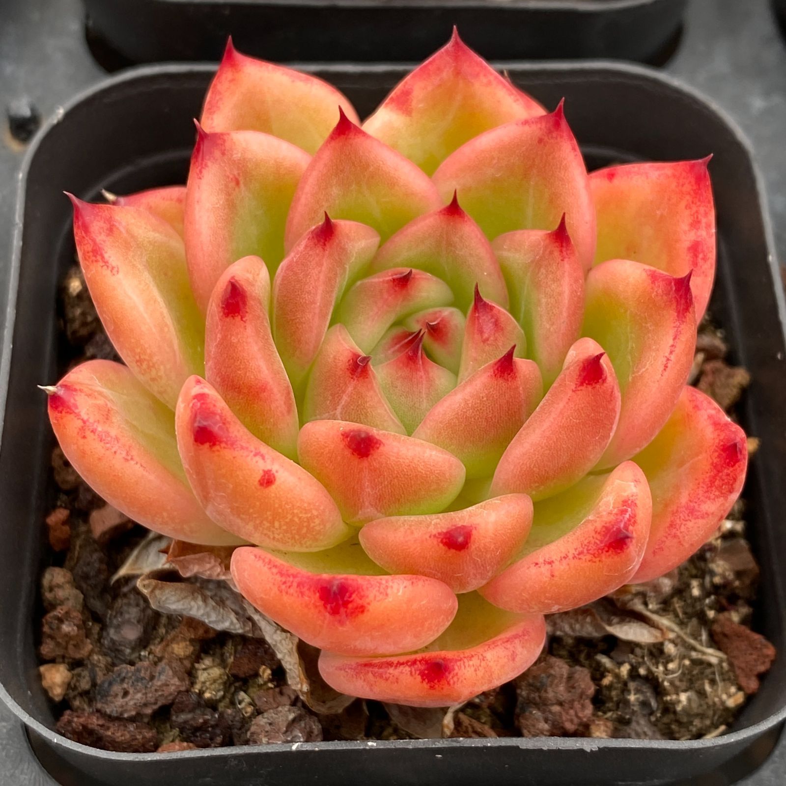 50株の抜き苗セット】レッドスター 多肉植物 佐川急便発送 エケベリア